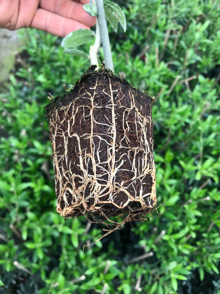Olea europaea Arbequina